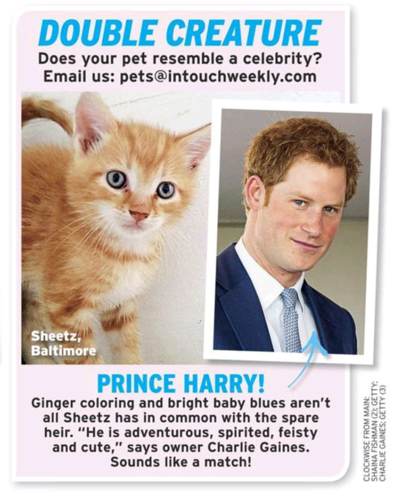 Illustration for article titled This Week In Tabloids: Gwen's Pregnant, Blake's the Daddy, and Miranda's So Pissed, Y'all